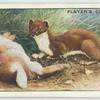 Stoat.