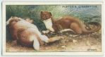 Stoat.