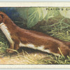 Weasel.