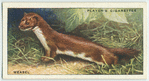 Weasel.