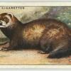 Polecat.