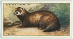 Polecat.