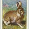 Scottish Mountain, or Blue, Hare.