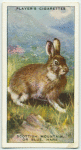 Scottish Mountain, or Blue, Hare.