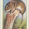 Field Vole.