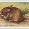 Long-Tailed Field Mouse.