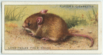 Long-Tailed Field Mouse.