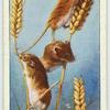 Harvest Mice.