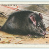 Black Rat.