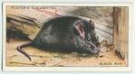 Black Rat.