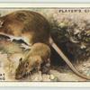 Brown Rat and Young.