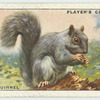 Grey Squirrel.