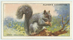 Grey Squirrel.