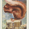 Red Squirrel.