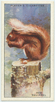 Red Squirrel.
