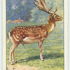 Fallow Deer.