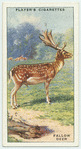 Fallow Deer.