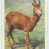 Roe Deer.