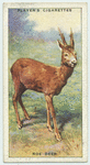 Roe Deer.