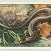 Slow Worm.