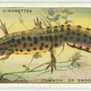 Common, or Smooth, Newt.
