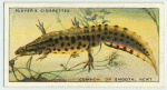 Common, or Smooth, Newt.