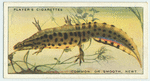Common, or Smooth, Newt.