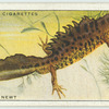 Crested Newt.