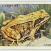 Common Frog.