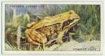 Common Frog.