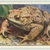 Common Toad.