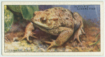 Common Toad.