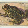 Natterjack Toad.