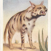 Striped Hyena.