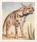 Striped Hyena.