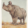 Indian Rhinoceros.