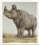 Indian Rhinoceros.