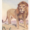 Lion.