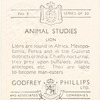 Lion.