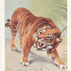 Tiger.