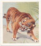 Tiger.