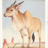 Common Eland.