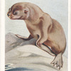 Northern Fur Seal.
