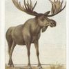Elk or Moose.