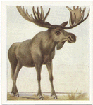 Elk or Moose.