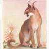 Caracal.