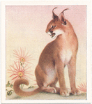 Caracal.