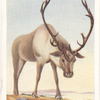 Reindeer.