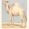 Camel.