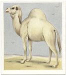 Camel.